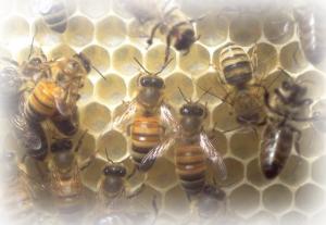 Vorsorge und Erste-Hilfe-Maßnahmen zu Bienen- und Wespenstichen